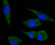 Fig4:; ICC staining of PPP1R1A in SHG-44 cells (green). Formalin fixed cells were permeabilized with 0.1% Triton X-100 in TBS for 10 minutes at room temperature and blocked with 10% negative goat serum for 15 minutes at room temperature. Cells were probed with the primary antibody ( 1/50) for 1 hour at room temperature, washed with PBS. Alexa Fluor®488 conjugate-Goat anti-Rabbit IgG was used as the secondary antibody at 1/1,000 dilution. The nuclear counter stain is DAPI (blue).