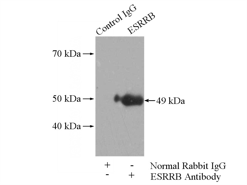 IP Result of anti-ESRRB (IP:Catalog No:110479, 4ug; Detection:Catalog No:110479 1:300) with A549 cells lysate 1040ug.