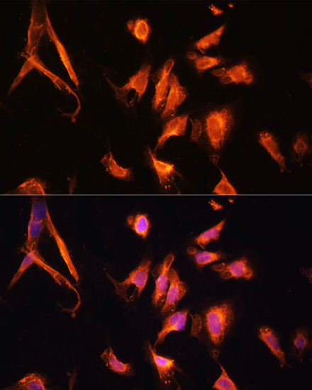 Immunofluorescence - GFRA1 Polyclonal Antibody 
