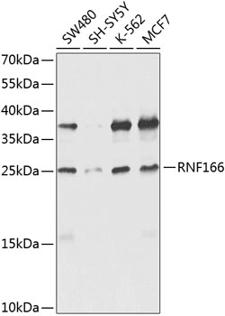 Western blot - RNF166 Polyclonal Antibody 