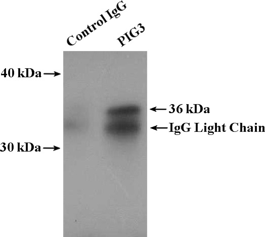 IP Result of anti-TP53I3 (IP:Catalog No:113889, 4ug; Detection:Catalog No:113889 1:500) with MCF-7 cells lysate 3200ug.