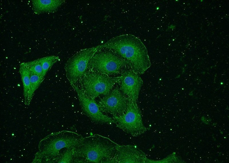 Immunofluorescent analysis of SH-SY5Y cells using Catalog No:107339(ENO2 Antibody) at dilution of 1:50 and Alexa Fluor 488-congugated AffiniPure Goat Anti-Mouse IgG(H+L)