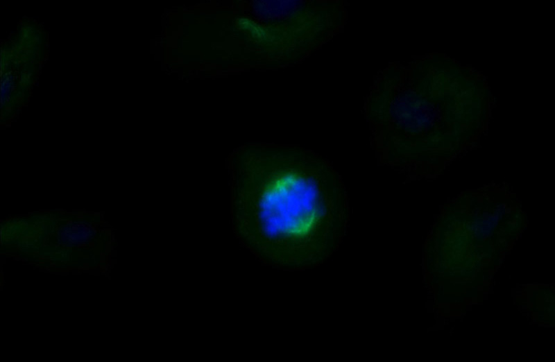 Immunofluorescent analysis of MDCK cells using Catalog No:107557(TUBA1A(ace-40Lys) Antibody) at dilution of 1:100 and Alexa Fluor 488-congugated AffiniPure Goat Anti-Mouse IgG(H+L)