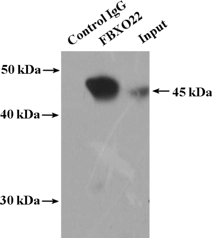 IP Result of anti-FBXO22 (IP:Catalog No:110550, 4ug; Detection:Catalog No:110550 1:500) with HeLa cells lysate 4000ug.