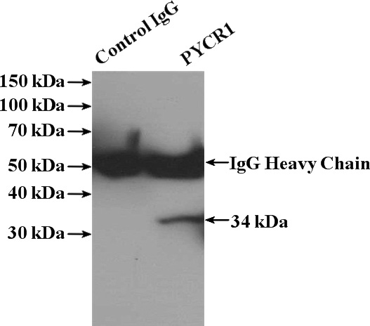 IP Result of anti-PYCR1 (IP:Catalog No:114353, 4ug; Detection:Catalog No:114353 1:500) with Raji cells lysate 1440ug.