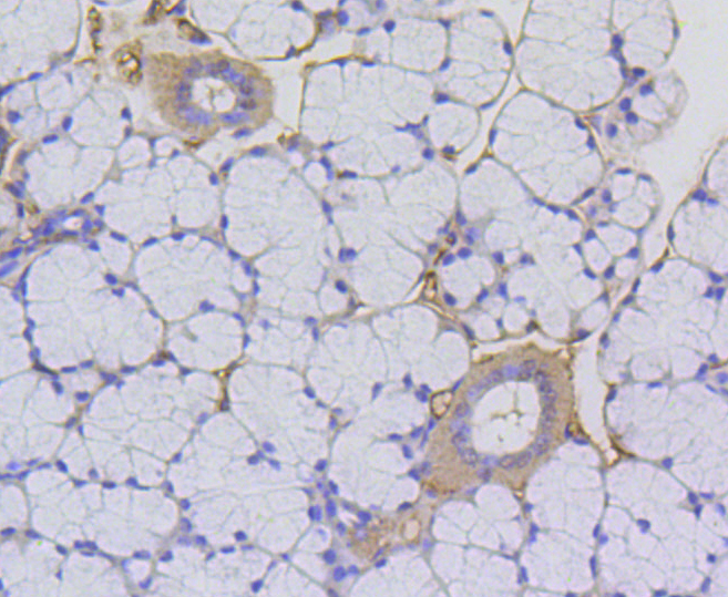 Immunohistochemistry - Acetyl-Histone H2A-K9 mAb 