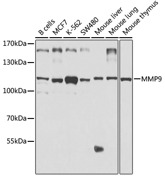 Western blot - [KO Validated] MMP9 Polyclonal Antibody.Western blot analysis of extracts of various cell lines, using MMP9 antibody at 1:1000 dilution.Secondary antibody: HRP Goat Anti-Rabbit IgG (H+L) at 1:10000 dilution.Lysates/proteins: 25ug per lane.Blocking buffer: 3% nonfat dry milk in TBST.Exposure time: 10s.