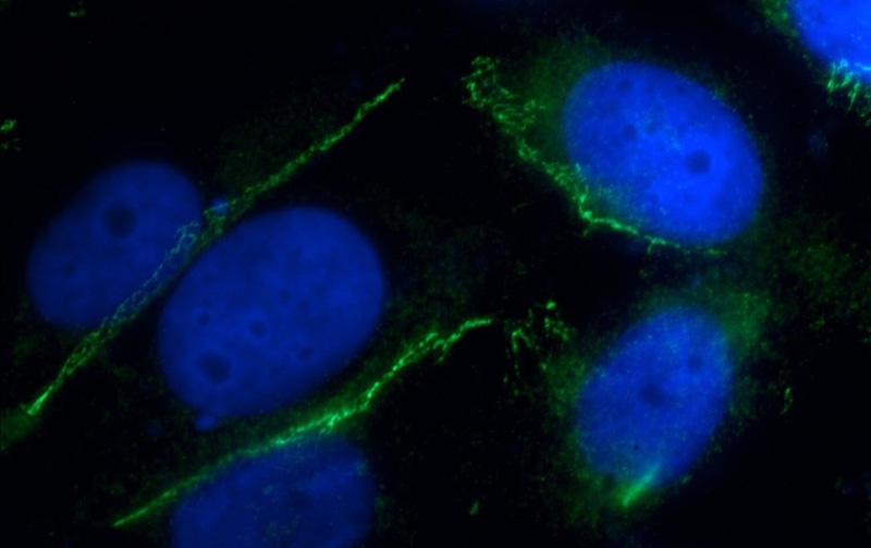 Immunofluorescent analysis of HUVEC cells using Catalog No:117259(ZO1 Antibody) at dilution of 1:50 and Alexa Fluor 488-congugated AffiniPure Goat Anti-Rabbit IgG(H+L)