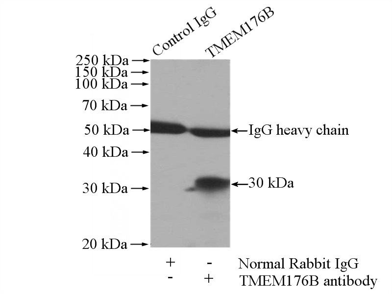 IP Result of anti-TMEM176B (IP:Catalog No:116108, 4ug; Detection:Catalog No:116108 1:500) with mouse lung tissue lysate 4000ug.