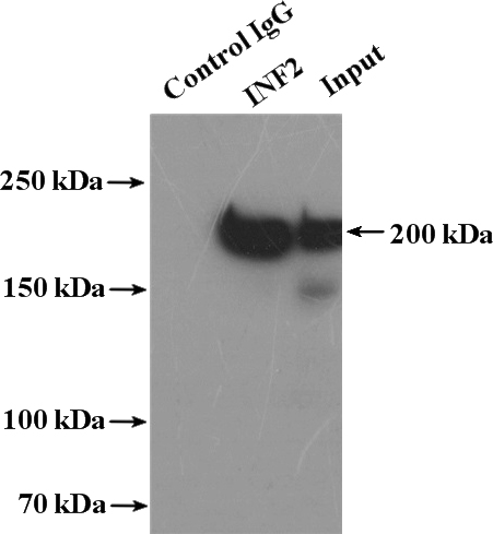 IP Result of anti-INF2 (IP:Catalog No:111789, 4ug; Detection:Catalog No:111789 1:500) with NIH/3T3 cells lysate 4000ug.