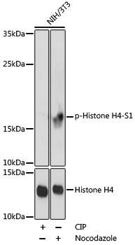 Western blot - Phospho-Histone H4-S1 pAb 