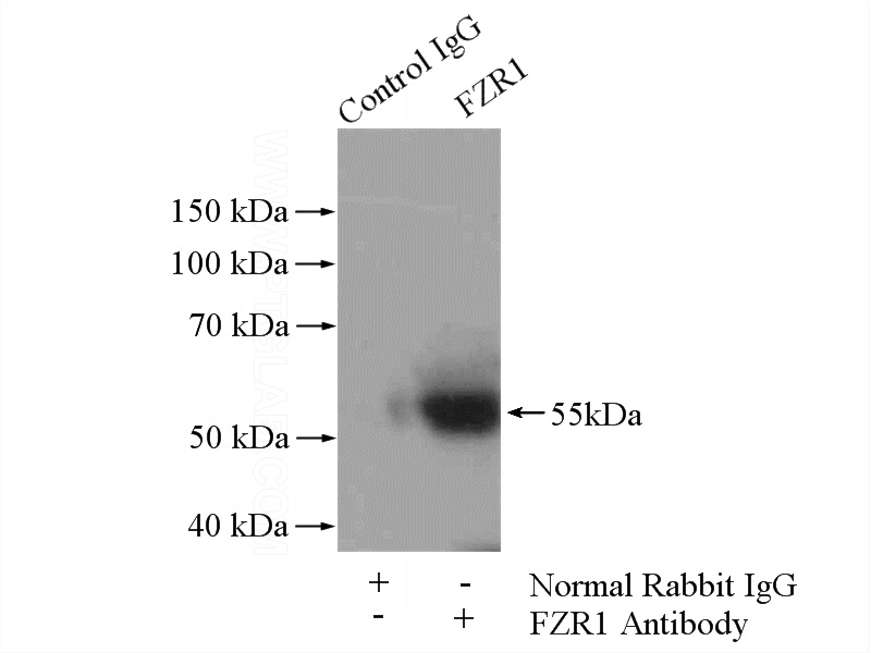 IP Result of anti-FZR1 (IP:Catalog No:110761, 4ug; Detection:Catalog No:110761 1:500) with mouse heart tissue lysate 3200ug.