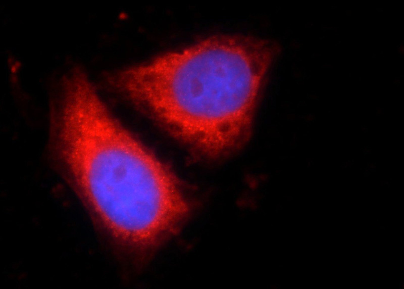 Immunofluorescent analysis of HepG2 cells using Catalog No:114918 (RQCD1 Antibody) at dilution of 1:50 and Rhodamine-labeled goat anti-rabbit IgG (red).