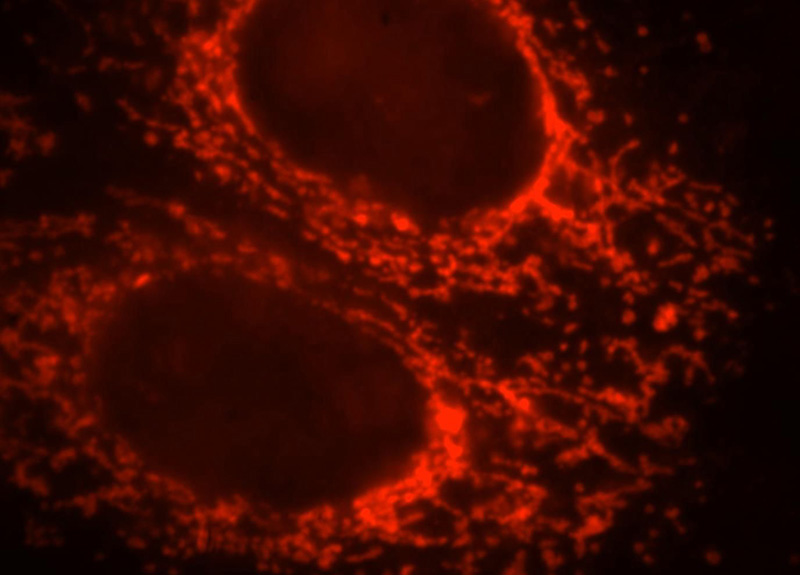 Immunofluorescent analysis of HepG2 cells, using ETFB antibody Catalog No:110484 at 1:25 dilution and Rhodamine-labeled goat anti-rabbit IgG (red).