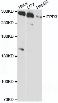 Western blot - ITPR3 Polyclonal Antibody 