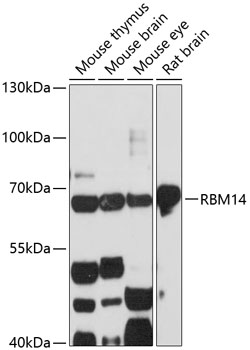 Western blot - RBM14 Polyclonal Antibody 