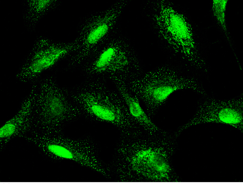 Human BNIP3L Immunofluorescence(IF) 15584