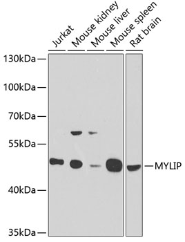 Western blot - MYLIP Polyclonal Antibody 