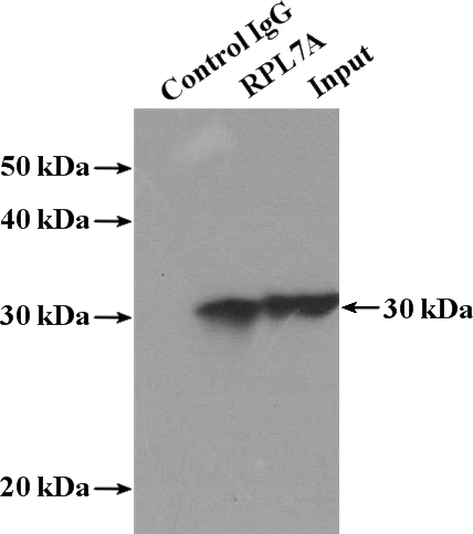 IP Result of anti-RPL7A (IP:Catalog No:114900, 4ug; Detection:Catalog No:114900 1:1000) with mouse kidney tissue lysate 4000ug.
