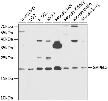 Western blot - GRPEL2 Polyclonal Antibody 