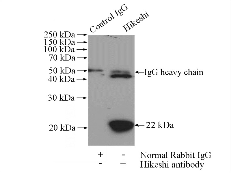 IP Result of anti-C11orf73 (IP:Catalog No:111349, 4ug; Detection:Catalog No:111349 1:500) with mouse brain tissue lysate 2640ug.