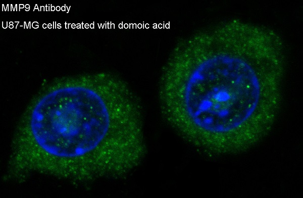 Immunofluorescent analysis of U87-MG cells, using MMP9 Antibody.