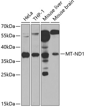 Western blot - MT-ND1 Polyclonal Antibody 