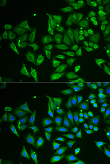 Immunofluorescence - CLEC3B Polyclonal Antibody 