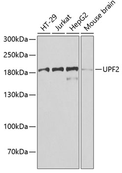 Western blot - UPF2 Polyclonal Antibody 