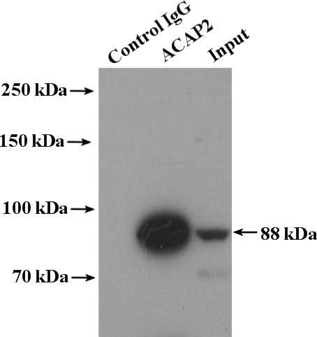 IP Result of anti-ACAP2 (IP:Catalog No:107725, 4ug; Detection:Catalog No:107725 1:300) with NIH/3T3 cells lysate 3600ug.