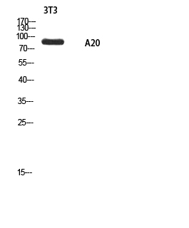 Fig1:; Western blot analysis of 3T3 using A20 antibody.. Secondary antibody（catalog#: HA1001) was diluted at 1:20000