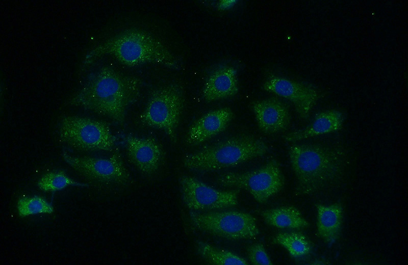 Immunofluorescent analysis of (-20oc Ethanol) fixed SH-SY5Y cells using Catalog No:112774(MTG1 Antibody) at dilution of 1:50 and Alexa Fluor 488-congugated AffiniPure Goat Anti-Rabbit IgG(H+L)