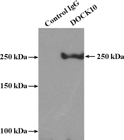 IP Result of anti-DocK10 (IP:Catalog No:109975, 4ug; Detection:Catalog No:109975 1:300) with HeLa cells lysate 3200ug.
