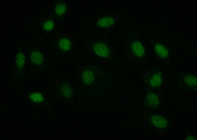 Immunofluorescent analysis of (-20oc Ethanol) fixed SKOV-3 cells using Catalog No:113572(pan-PAX Antibody) at dilution of 1:50 and Alexa Fluor 488-congugated AffiniPure Goat Anti-Rabbit IgG(H+L)