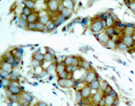 Immunohistochemistry - Phospho-CDC25A-S76 pAb 