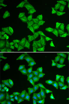 Immunofluorescence - COX5A Polyclonal Antibody 