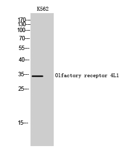 Fig1:; Western Blot analysis of K562 cells using Olfactory receptor 4L1 Polyclonal Antibody