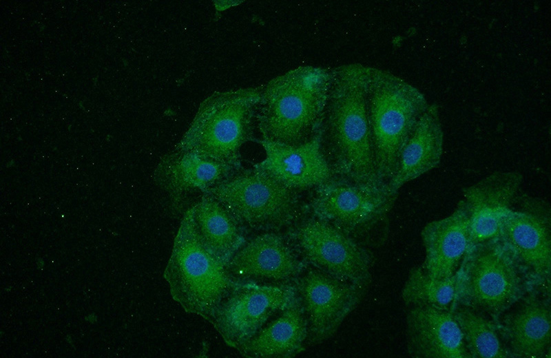 Immunofluorescent analysis of SH-SY5Y cells using Catalog No:111337(HAP1 Antibody) at dilution of 1:50 and Alexa Fluor 488-congugated AffiniPure Goat Anti-Rabbit IgG(H+L)