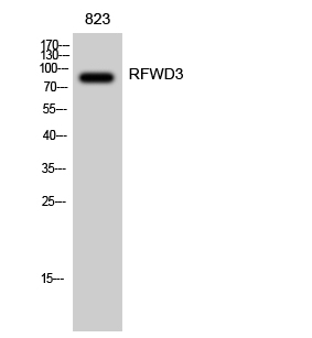 Fig1:; Western Blot analysis of 823 cells using RFWD3 Polyclonal Antibody diluted at 1: 2000