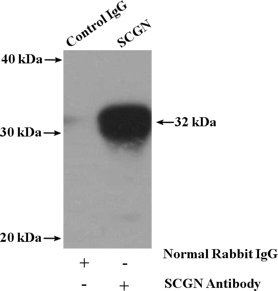 IP Result of anti-SCGN (IP:Catalog No:114995, 4ug; Detection:Catalog No:114995 1:500) with mouse brain tissue lysate 4000ug.