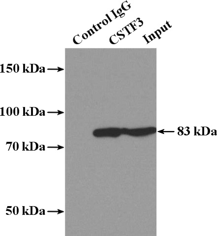 IP Result of anti-CSTF3 (IP:Catalog No:109619, 4ug; Detection:Catalog No:109619 1:500) with A431 cells lysate 1200ug.