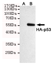 Western blot analysis of extracts from CHO K1 cells transfected with empty vector (A) or HA-tagged p53 (B) using HA-Tag Rabbit pAb (1:1000 diluted).