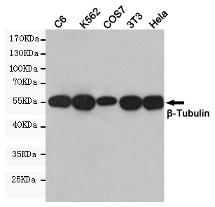 Western blot detection of Tubulin beta in C6,K562,COS7,3T3 and Hela cell lysates and using Tubulin beta mouse mAb (1:5000 diluted).Predicted band size: 55KDa.Observed band size: 55KDa.