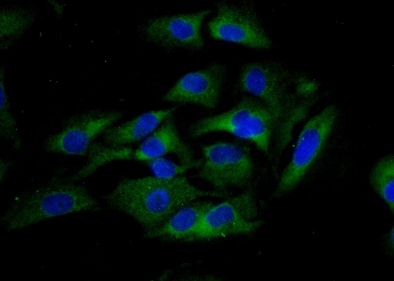 Immunofluorescent analysis of (-20oc Ethanol) fixed A549 cells using Catalog No:111861(Integrin alpha-9 Antibody) at dilution of 1:25 and Alexa Fluor 488-congugated AffiniPure Goat Anti-Rabbit IgG(H+L)