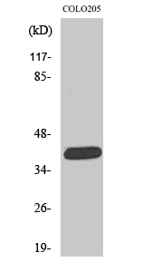 Fig1:; Western Blot analysis of various cells using ORCTL2 Polyclonal Antibody