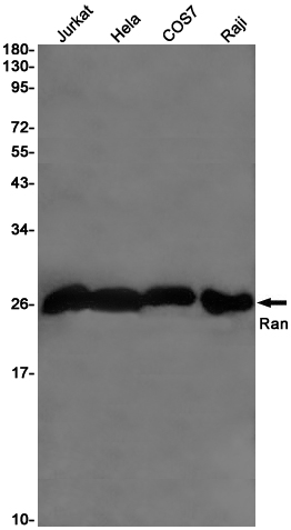 Western blot detection of Ran in Jurkat,Hela,COS7,Raji cell lysates using Ran Rabbit pAb(1:1000 diluted).Predicted band size:24KDa.Observed band size:24KDa.