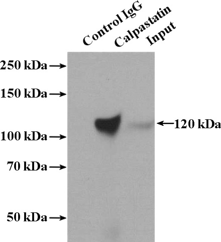 IP Result of anti-CAST (IP:Catalog No:108904, 4ug; Detection:Catalog No:108904 1:1000) with K-562 cells lysate 4000ug.