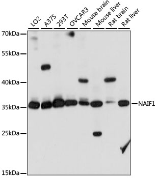 Western blot - NAIF1 Polyclonal Antibody 
