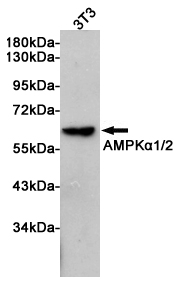 Western blot analysis of extracts from 3T3 cell lysates using AMPKα1/2 Rabbit pAb at 1:1000 dilution. Predicted band size: 62KDa. Observed band size: 62KDa.