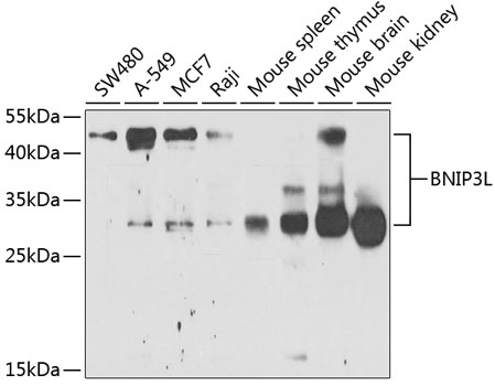 Western blot - BNIP3L Polyclonal Antibody 